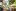 Jublasurium 250607 0827 DarwinHansen 0014-545x363