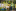 Jublasurium 250529 1403 AlainSethmacher 0017
